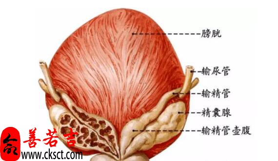 梦见膀胱周公解梦，梦见膀胱是什么意思？