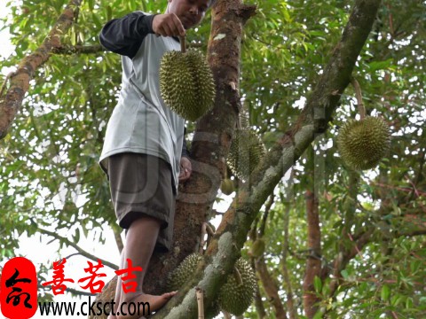 梦见爬树摘榴莲 梦到自己爬树摘取榴莲好不好