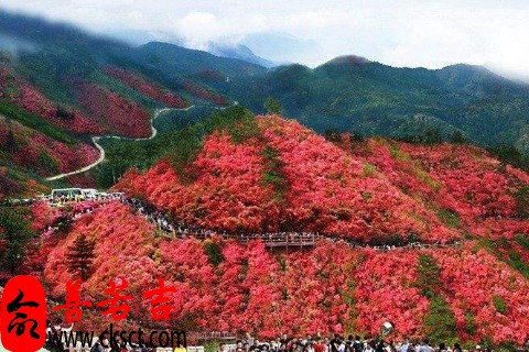 梦见满山遍野的杜鹃花